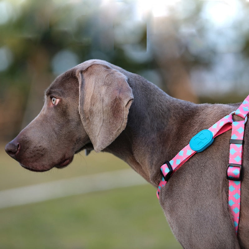 Profusion Series Pet Dog Harness