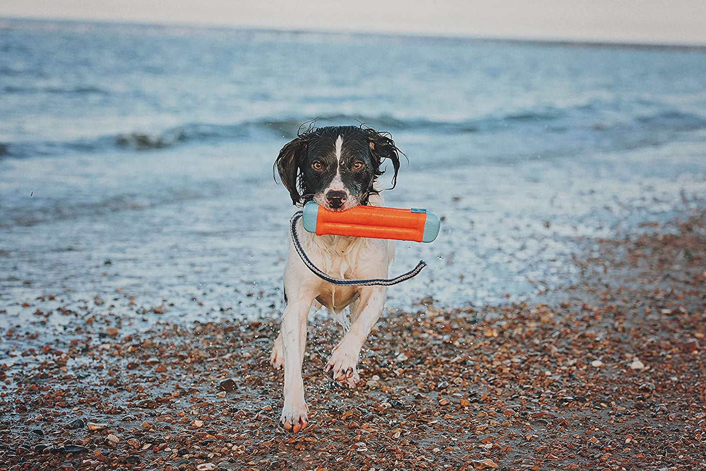 Amphibious Bumper Pet Dog Toys
