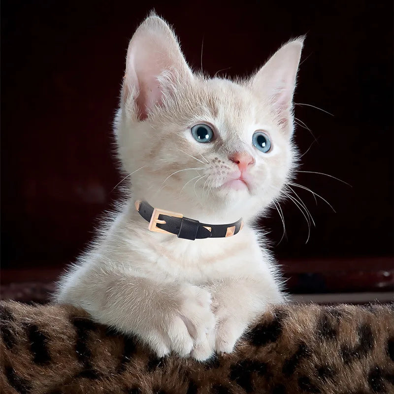 Gold Stud Solid Cat Leather Collar