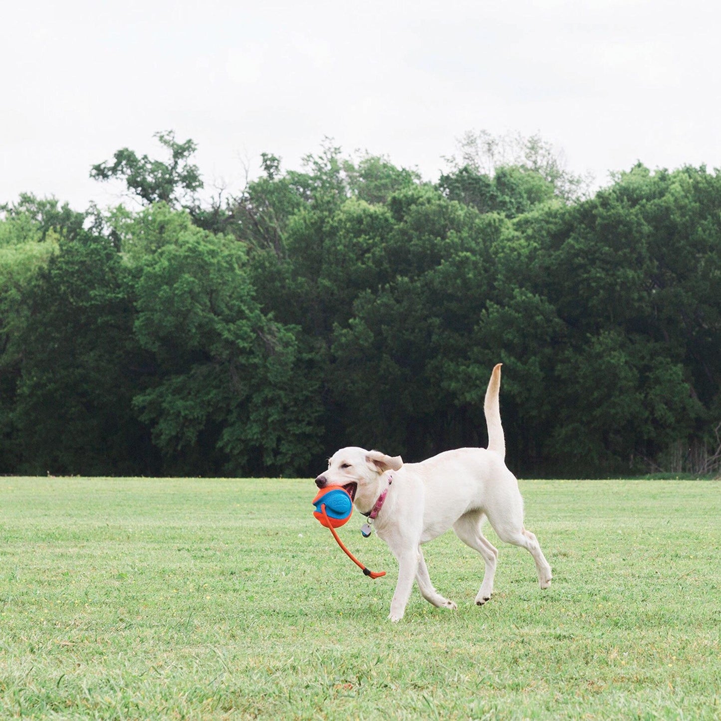 Interactive Outdoor Rope Ball Dog Toy