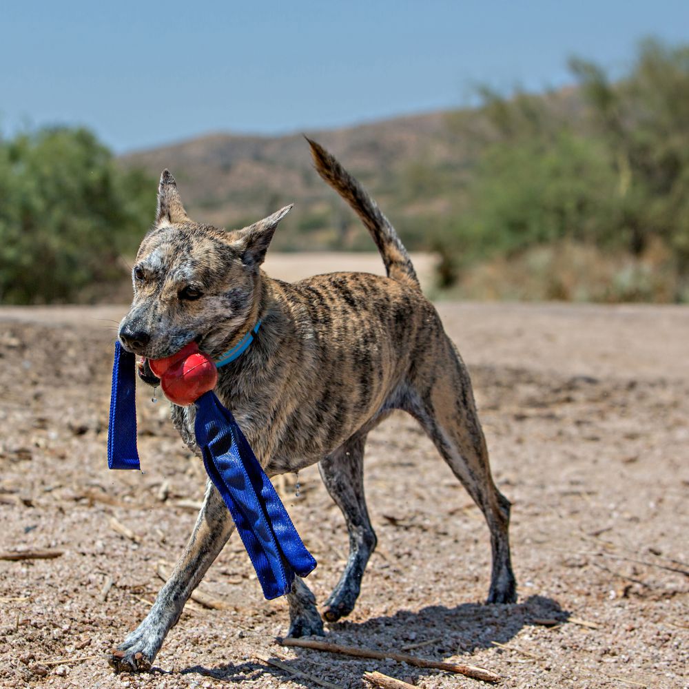 Classic Tails Dog Toy