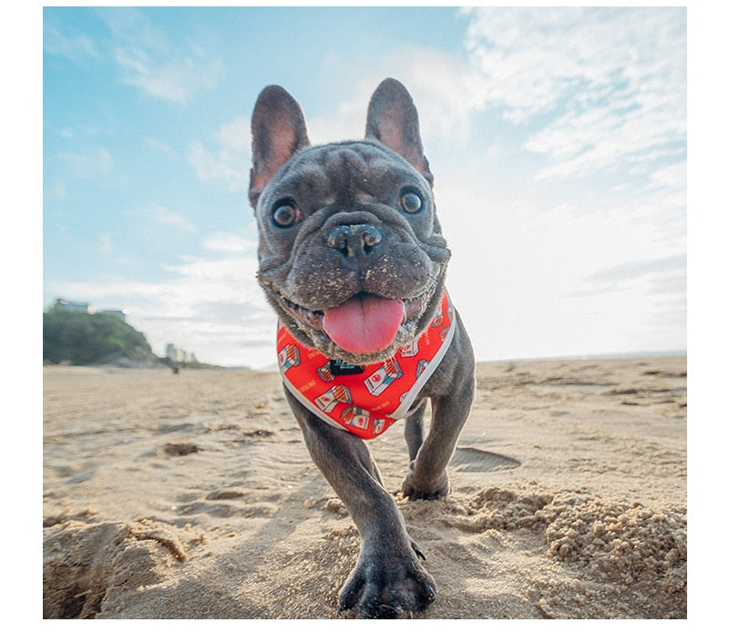 Fashion Dog Harness Vests