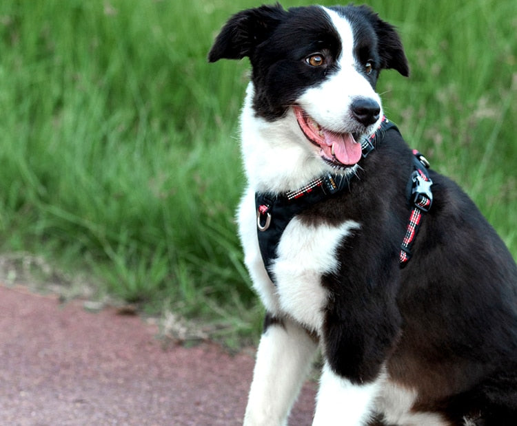 Uitra Light Reflective Dog Harness