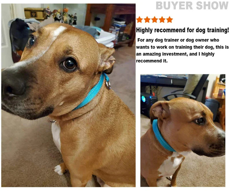 Durable Reflective Soft P Dog Collar