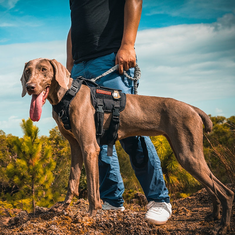 GLADIATOR Tactical Support Dog Harness