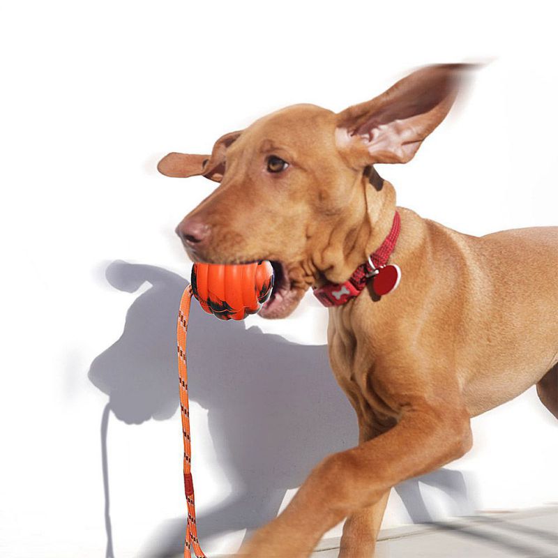 Interactive Puzzle Molar Dog Toys