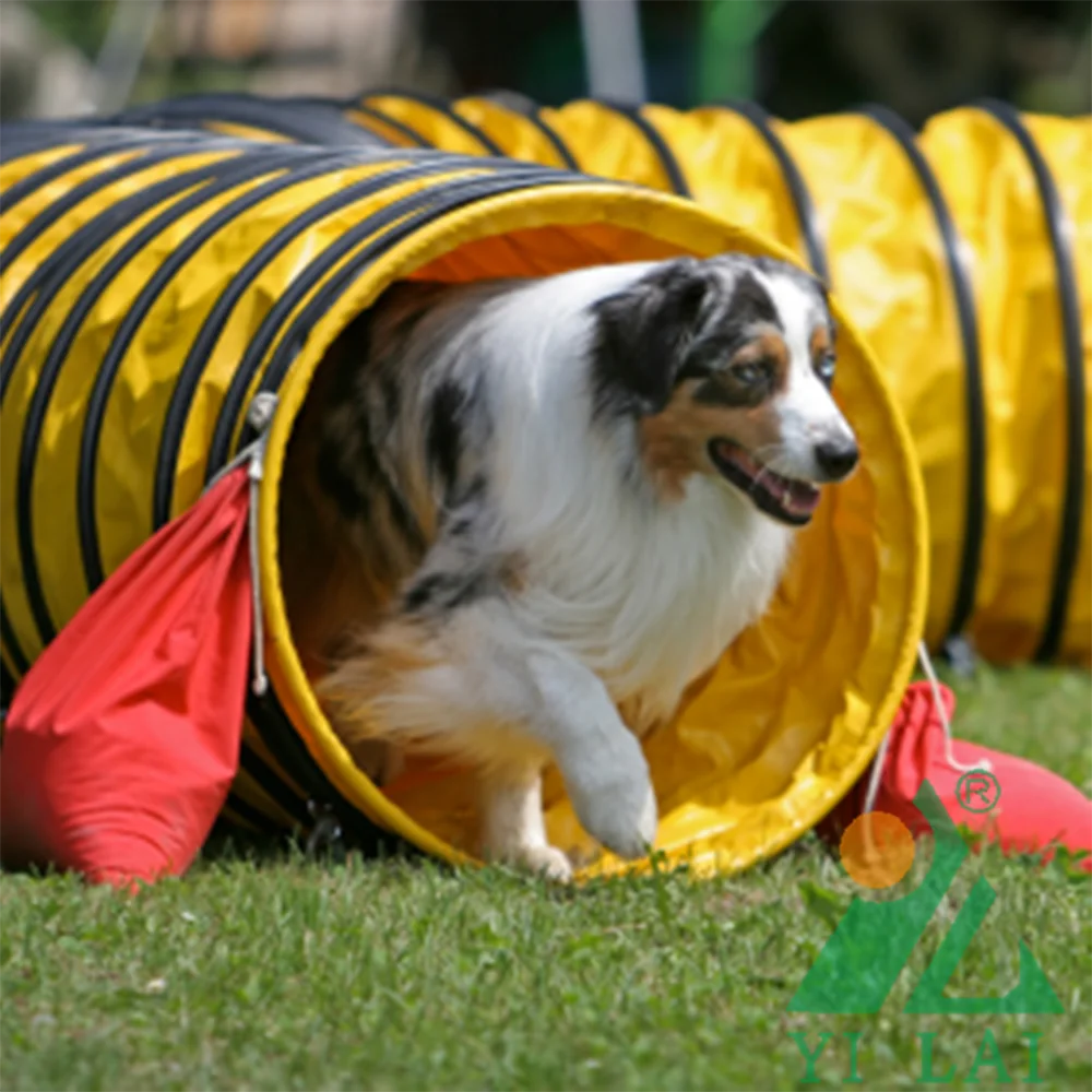 Competition Grade Dog Agility Training Channel