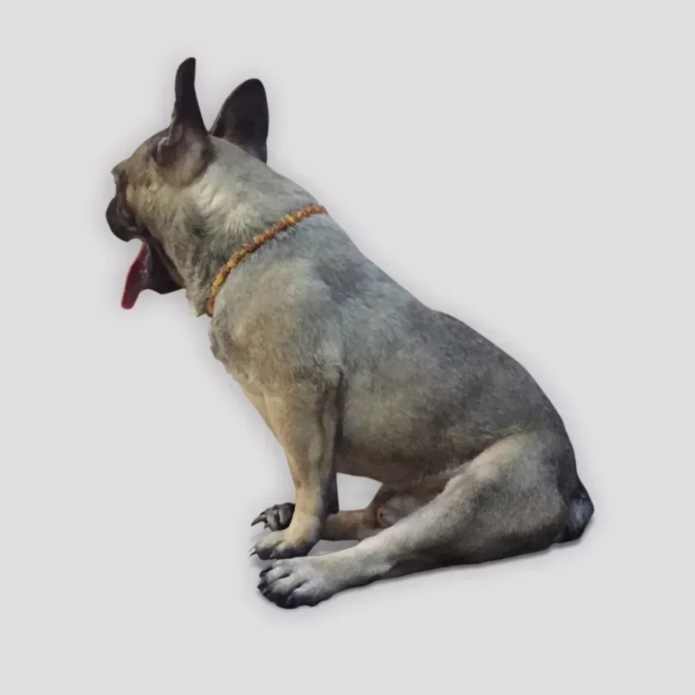 Baltic Amber Pet Flea & Tick Collar