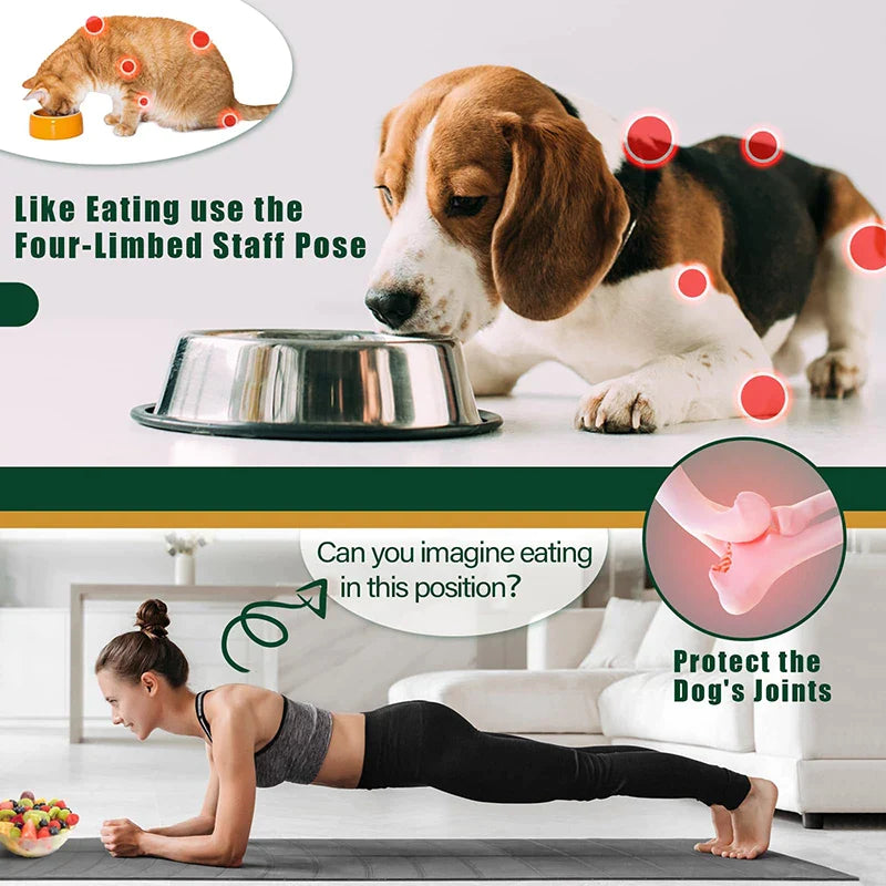 3-in-1 Stainless Steel Elevated Dog Bowl