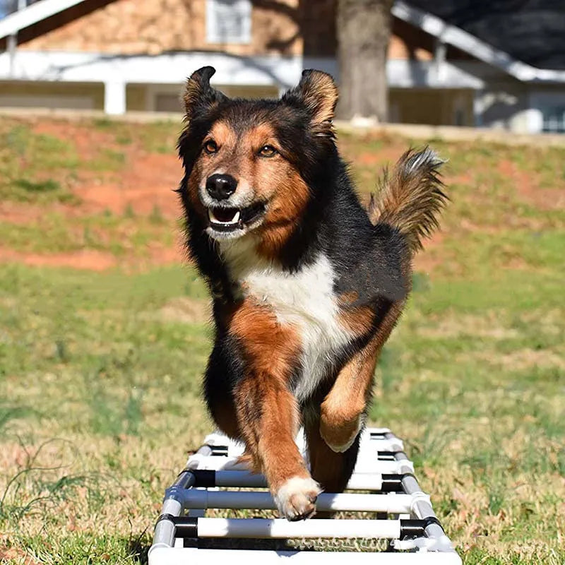 Outdoor Dog Agility Training Ladder