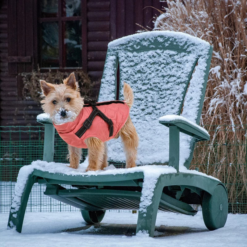 Turtleneck Dog Jacket With Harness