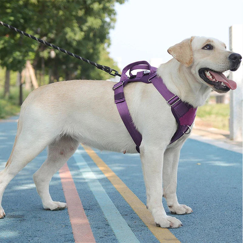 Explosion Proof Big Dog Harness With Led Light