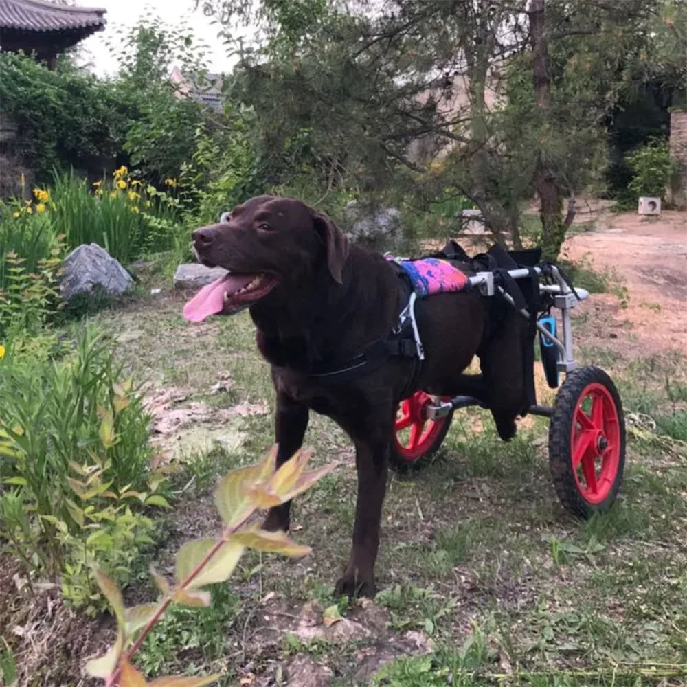 Large Dog Rehabilitation Training Wheelchair