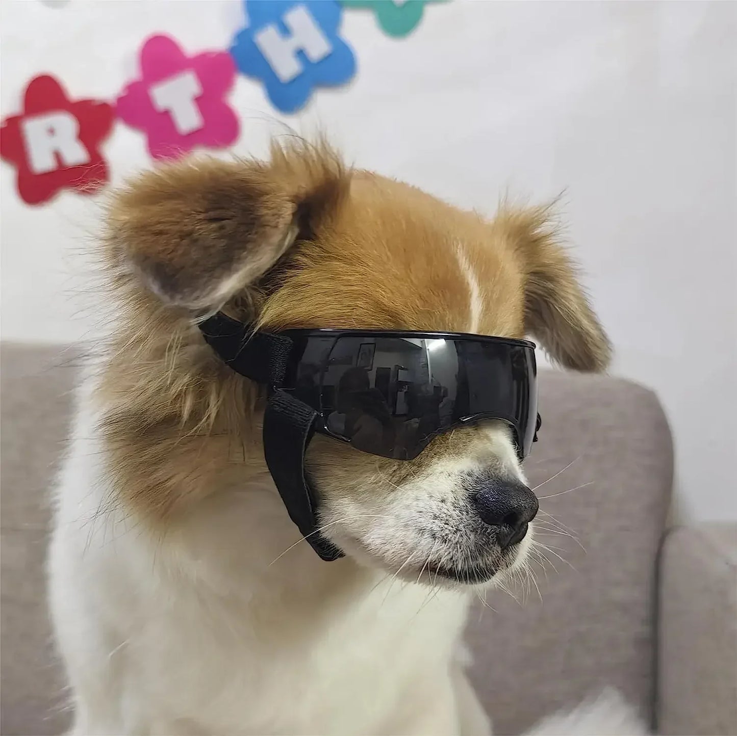 Windproof Anti-UV Dog Sunglasses