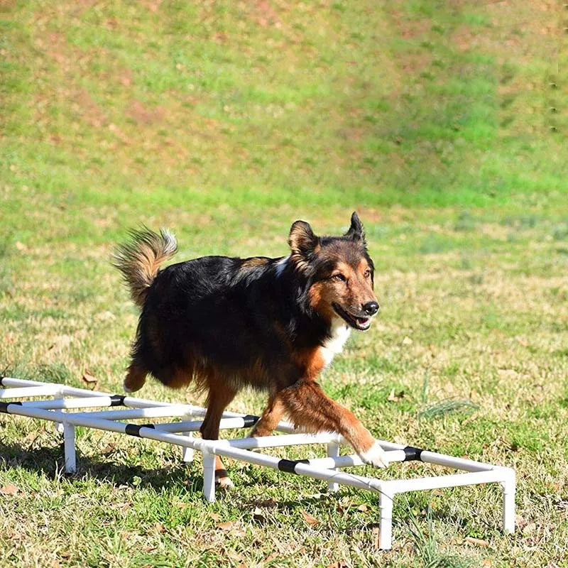 Outdoor Dog Agility Training Ladder
