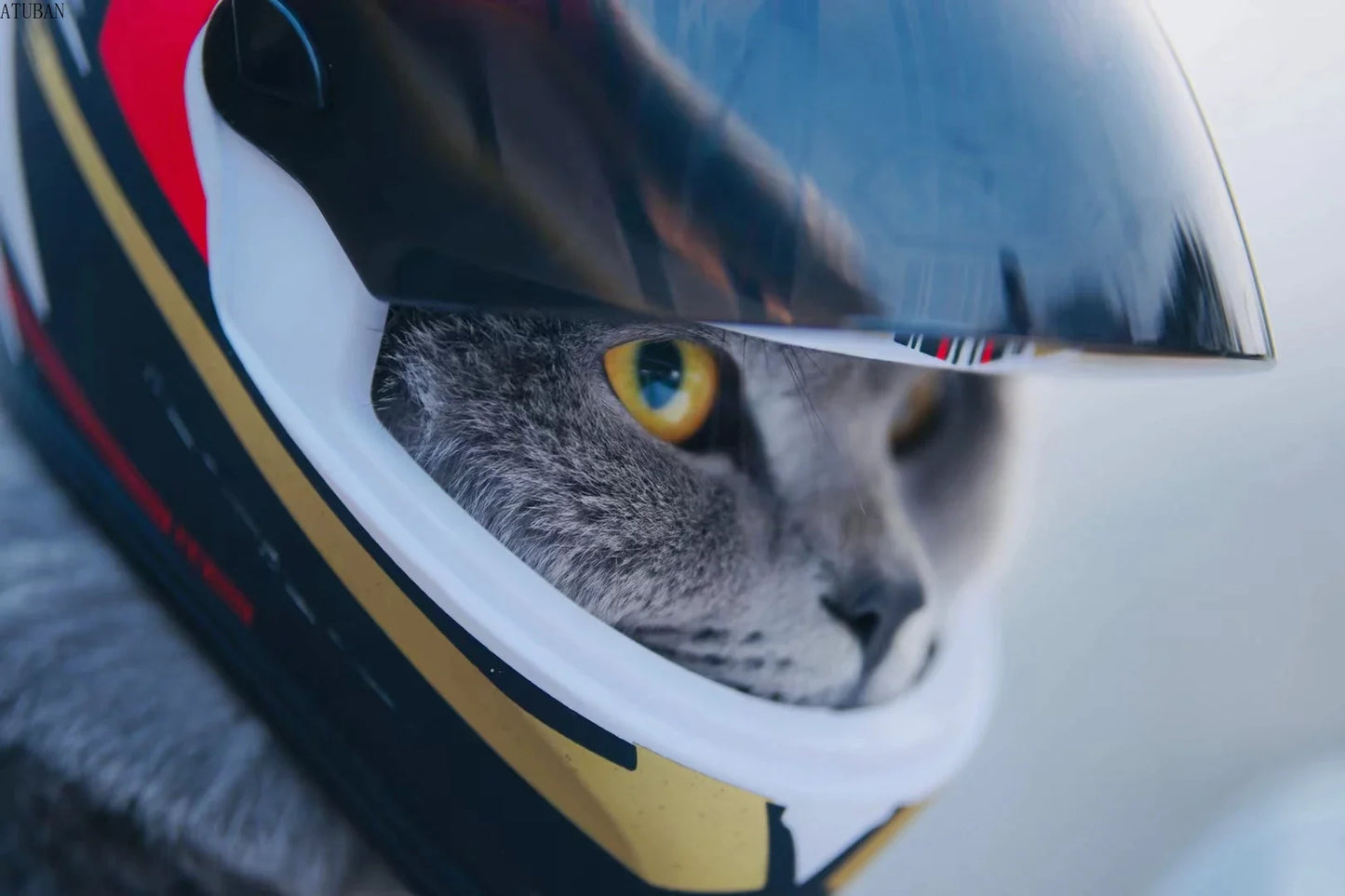 Full Face Small Pet Motorcycle Helmet