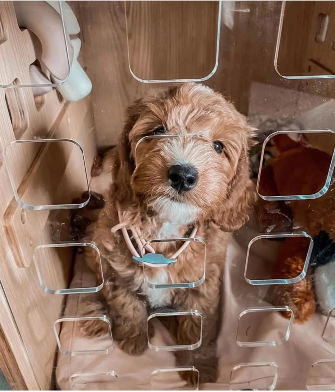 Luxury Handcrafted Bentwood Pet Crate