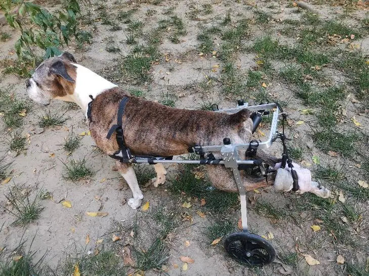 Dog Rear Limb Rehabilitation Wheelchair