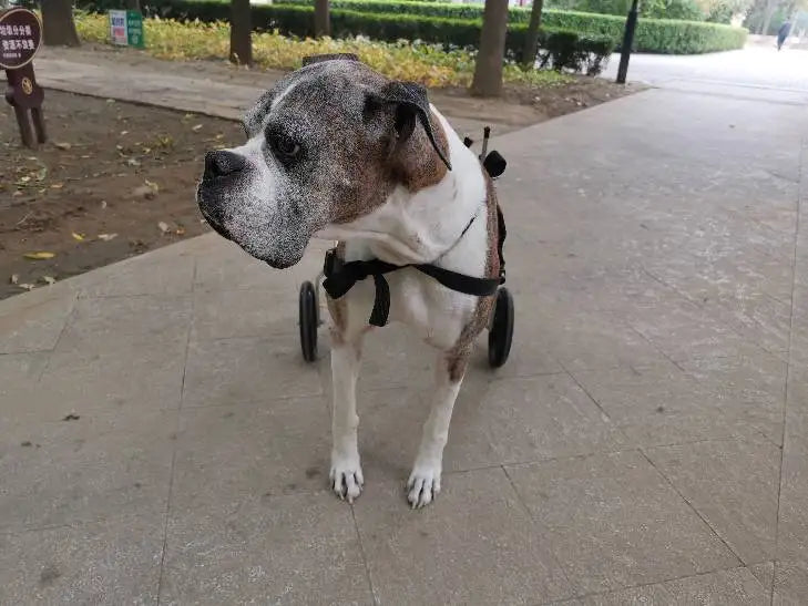 Dog Rear Limb Rehabilitation Wheelchair