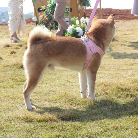 Outdoor Training Dog Harness