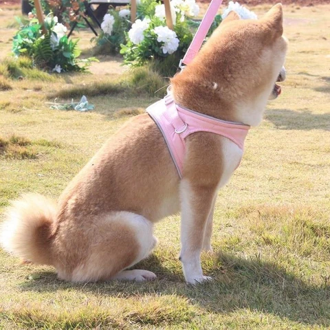Outdoor Training Dog Harness