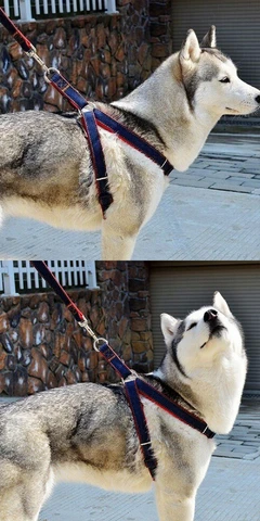 Premium Denim Leash & Harness