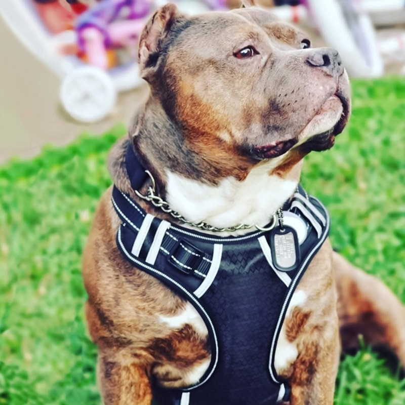 Reflective Big Dog No Pull Harness