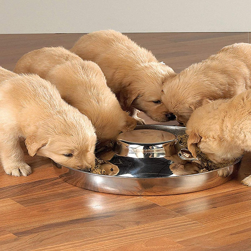 Stainless Steel Multiple Dogs Bowl