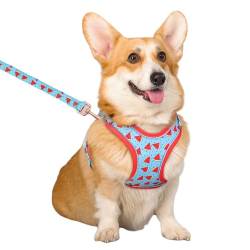 Reflective Fruit Printed Dog Harness & Lead