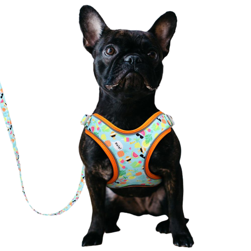 Reflective Fruit Printed Dog Harness & Lead