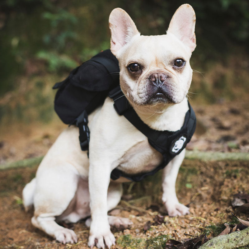 Eureka K9 Small Dog Outdoor Backpack