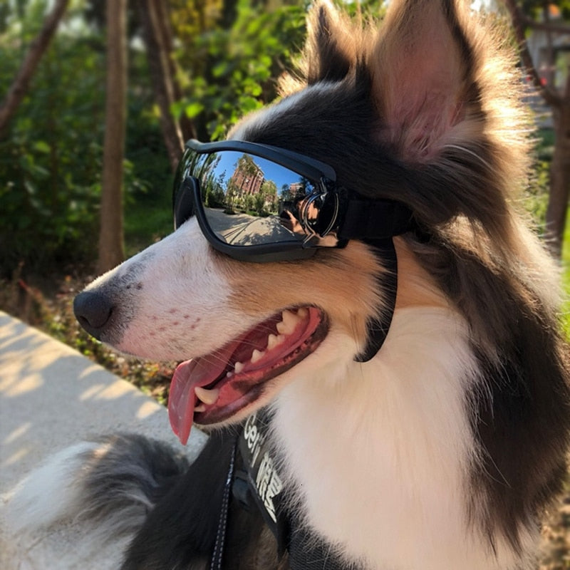 Anti Fog Dog Snow Goggles