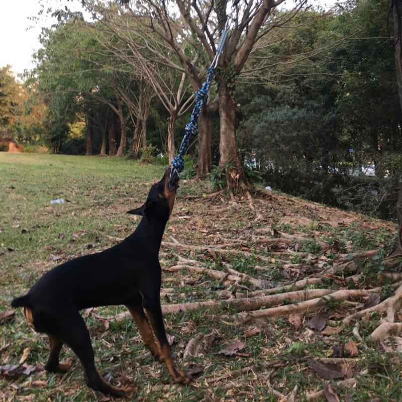 Spring Pole Tug Of War Dog Rope Toy