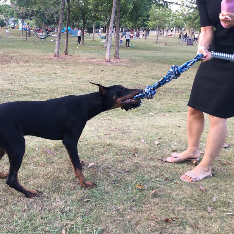 Spring Pole Tug Of War Dog Rope Toy