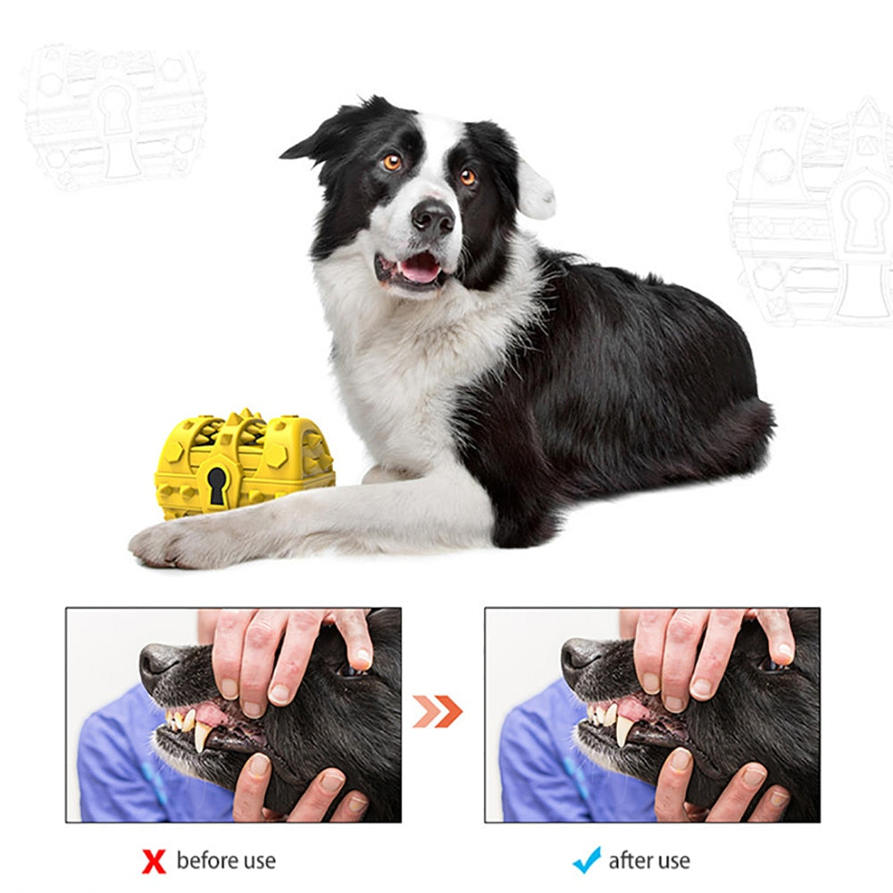 Squeaky Treasure Box Molar Dog Toys