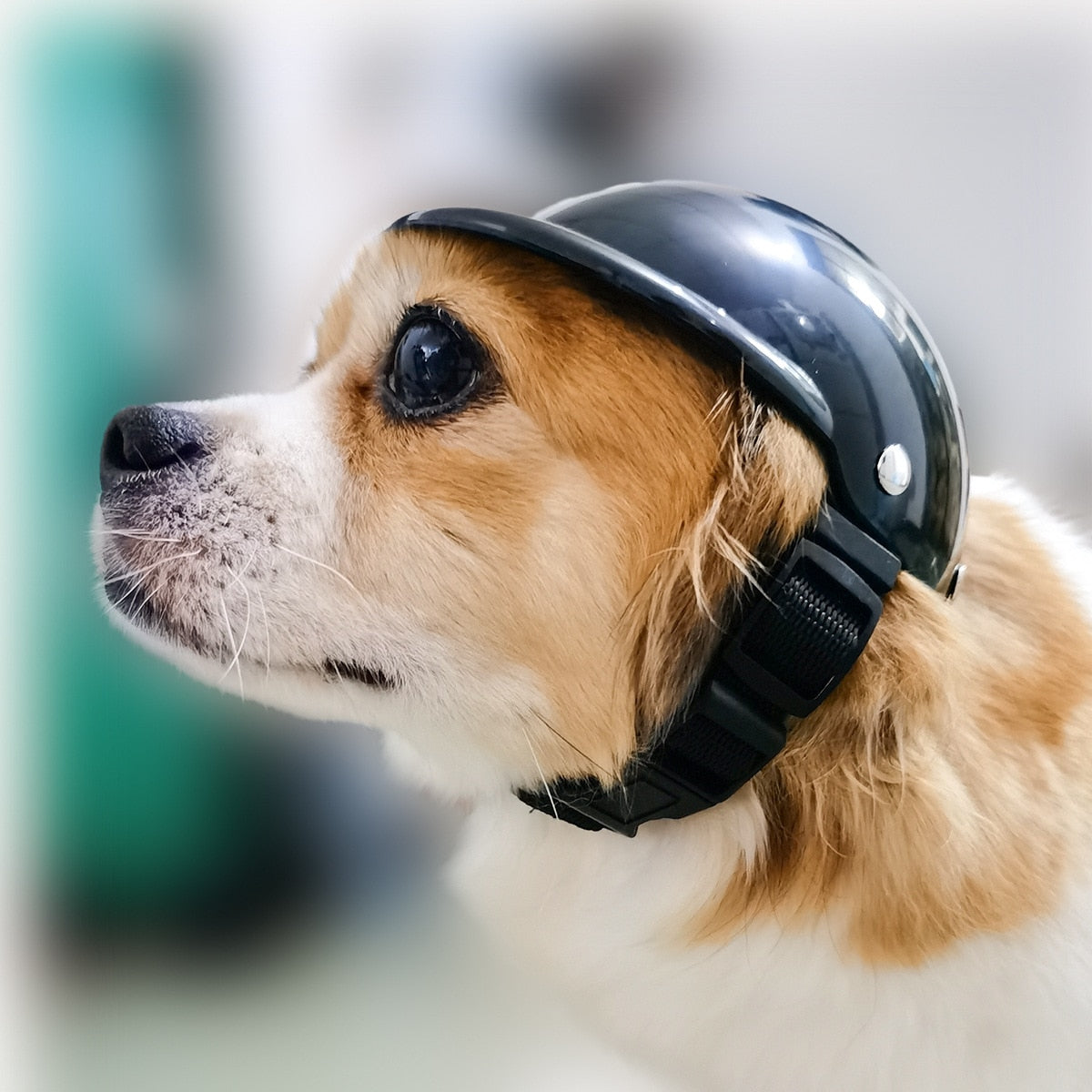 Safety Riding Dog Helmet