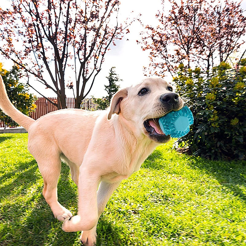Sturdy Dog Toys For Aggressive Chewers