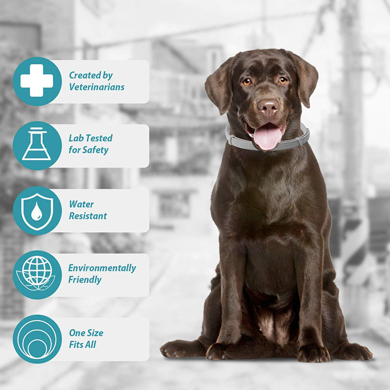 Effective 8 Months Protection Dog Flea Collar
