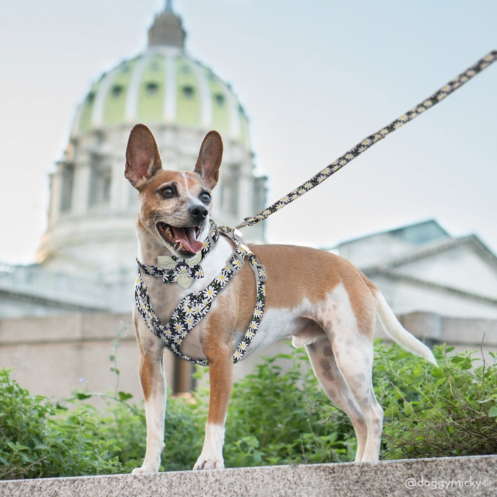 French Bulldog Harness Leash And Collar Set