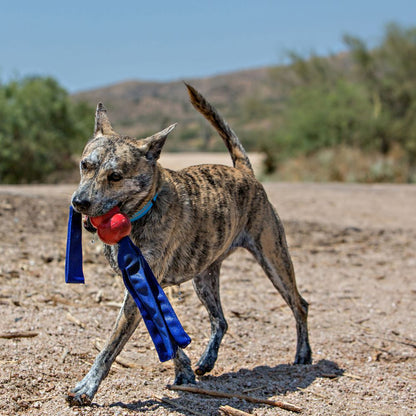 Classic Tails Dog Toy