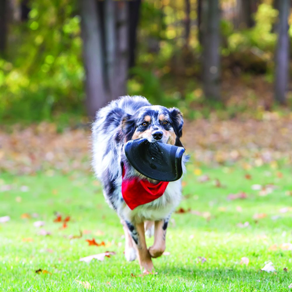 Extreme Flyer Dog Toy