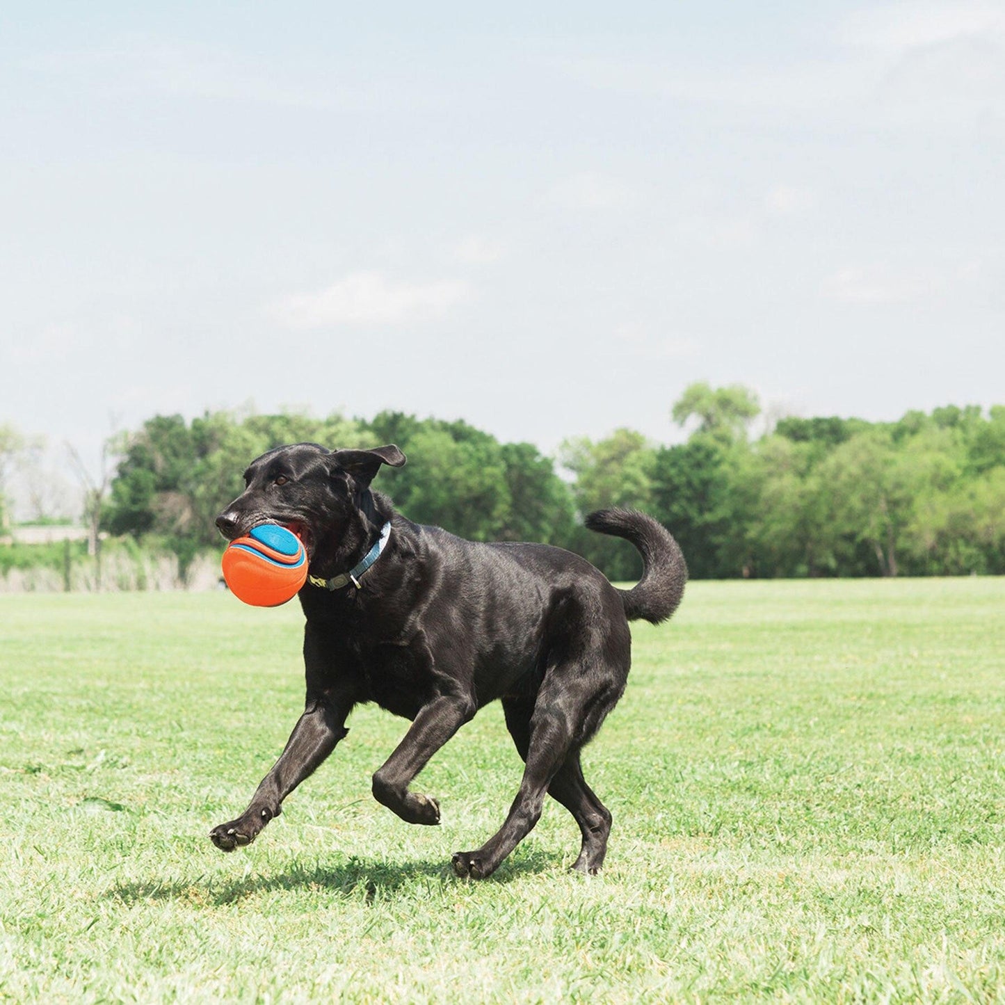 Interactive Outdoor Rope Ball Dog Toy