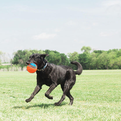 Interactive Outdoor Rope Ball Dog Toy