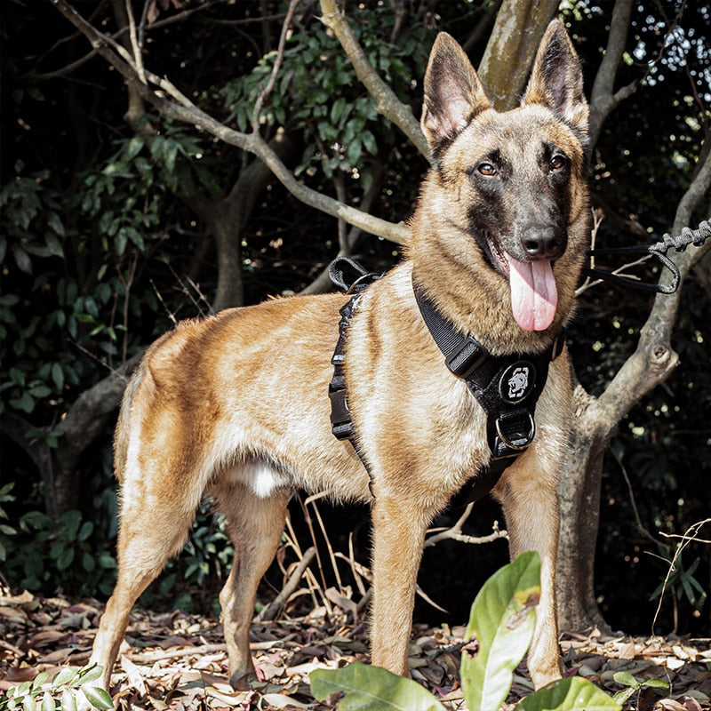 GOLIATH K9 Dog Training Harness