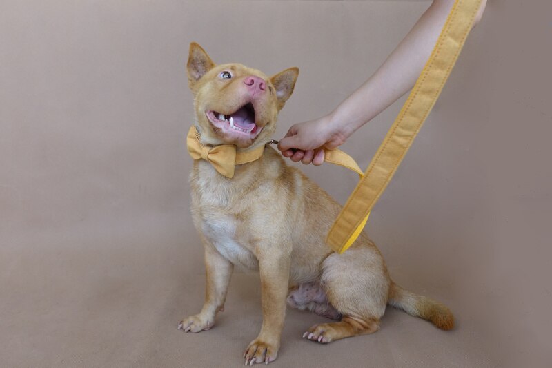THE YELLOW Handmade Collar