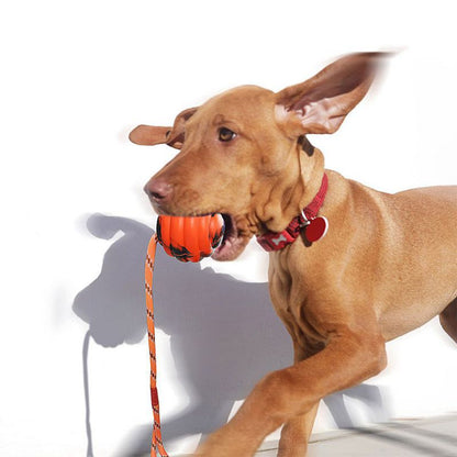 Interactive Puzzle Molar Dog Toys
