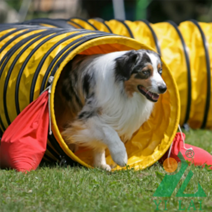 Competition Grade Dog Agility Training Channel