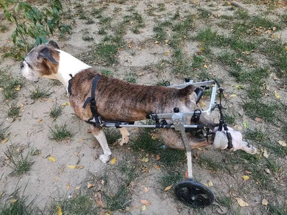 Dog Rear Limb Rehabilitation Wheelchair