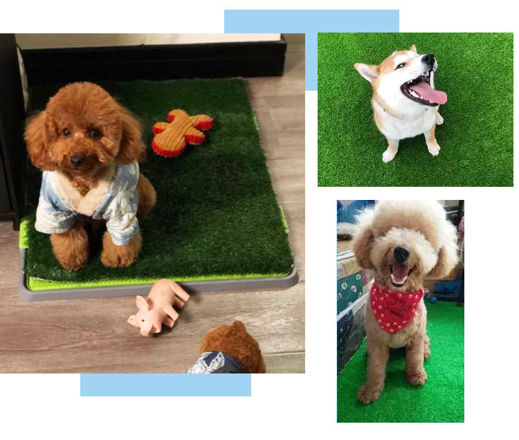 Portable Dog Training Toilet Potty