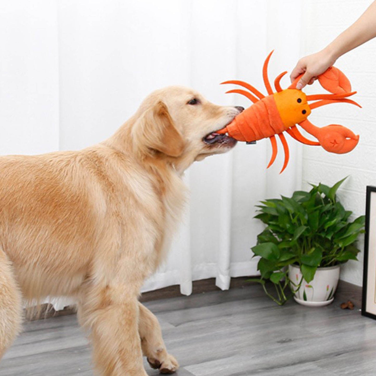 Fun Lobster Dog Toy